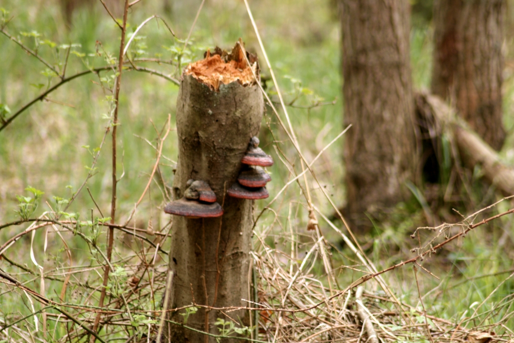 VWG vogelreis Oost Duitsland mei 2010 057
